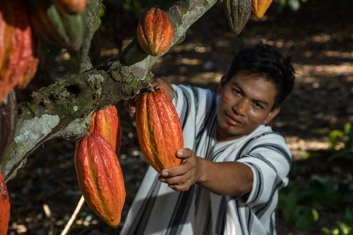 cosecha de cacao