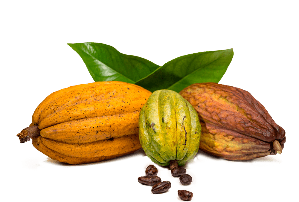 cacao criollo