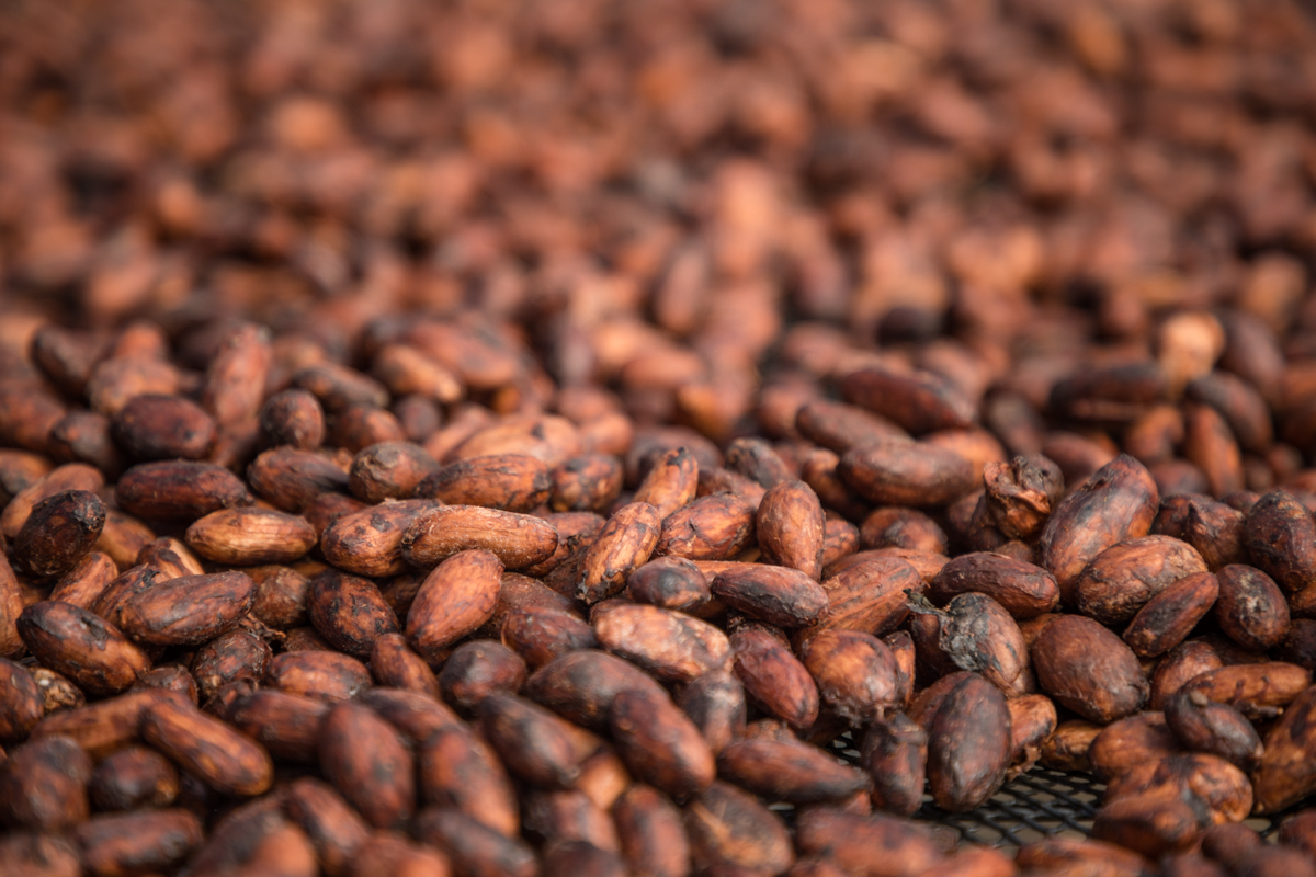 granos de cacao